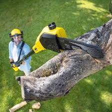 Trusted Flushing, MI Tree Removal Services Experts